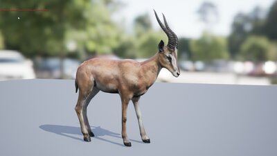 African_Gazelle 