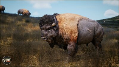 Animalia - American Bison (pack) 