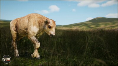 Animalia - American Bison (pack) 