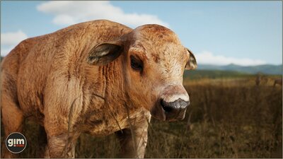 Animalia - American Bison (pack) 