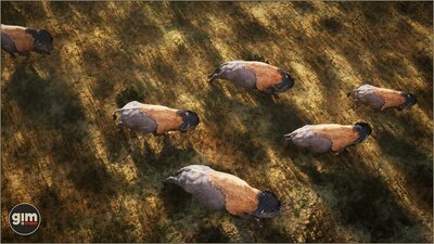 Animalia - American Bison (pack) 