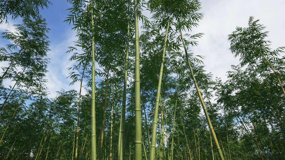 Bamboo Plants Pack 