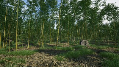 Bamboo Plants Pack 