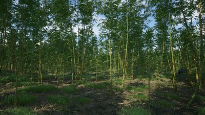 Bamboo Plants Pack 