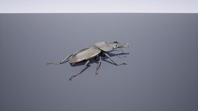 Japanese Insect Pack 