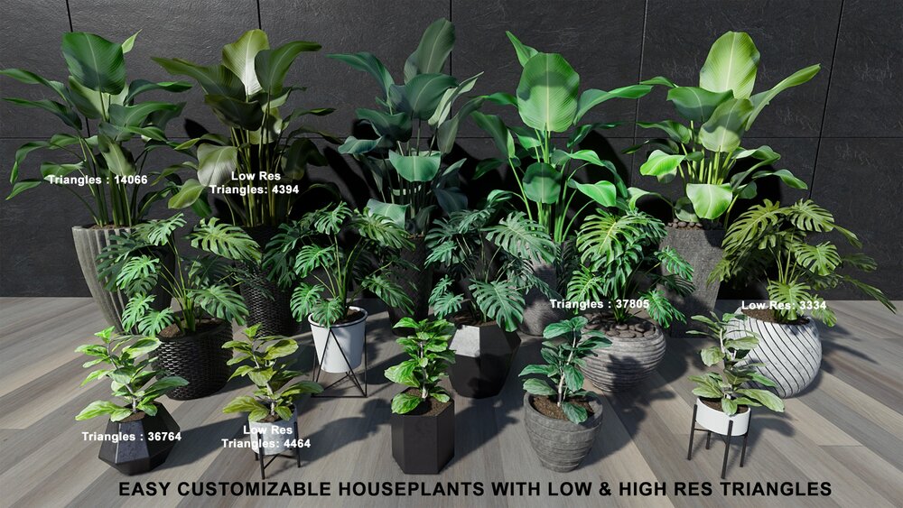 Tropical House Plants 2 