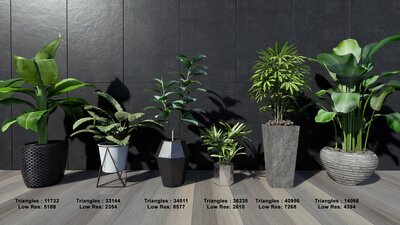 Tropical House Plants 2 