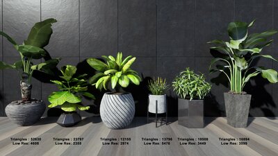 Tropical House Plants 2 