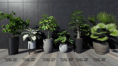 Tropical House Plants 2 