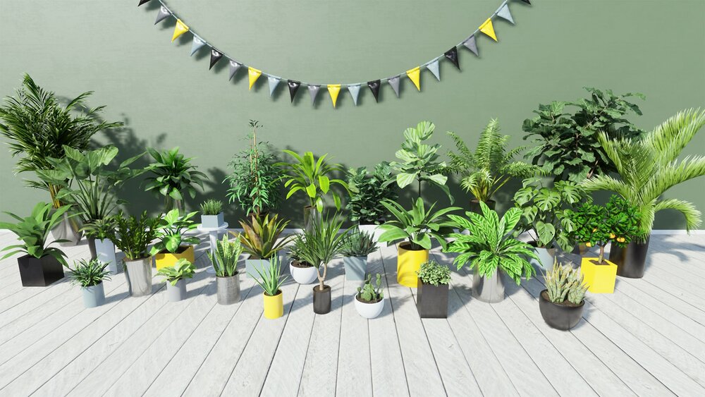 Tropical House Plants 