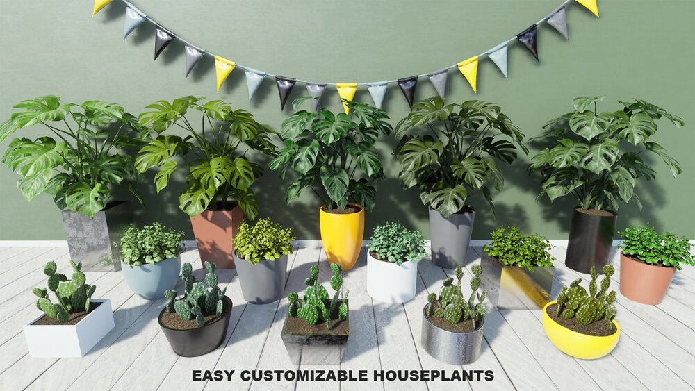 Tropical House Plants 