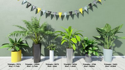 Tropical House Plants 