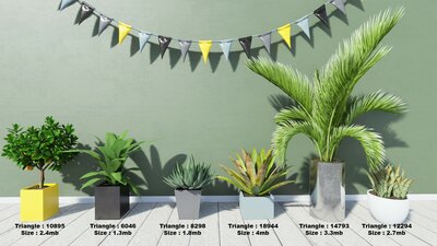 Tropical House Plants 