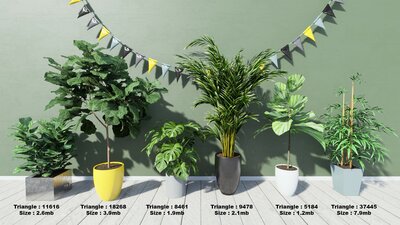 Tropical House Plants 