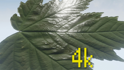 Klian Photorealistic Leaves / Foliage Pack 4K 