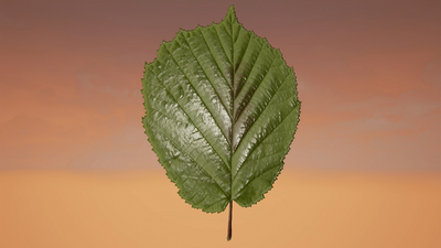 Klian Photorealistic Leaves / Foliage Pack 4K 