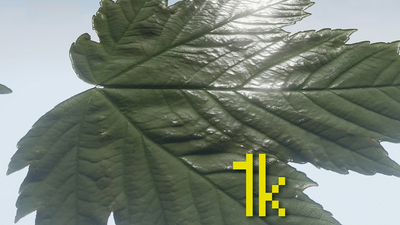 Klian Photorealistic Leaves / Foliage Pack 4K 