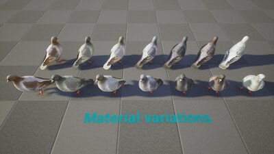 Realistic 3D Pigeon & Animations Pack 