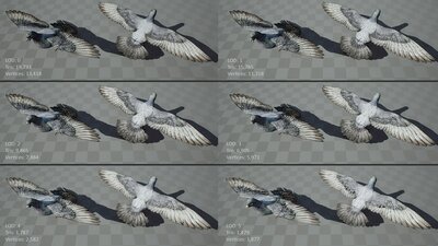 Realistic 3D Pigeon & Animations Pack 