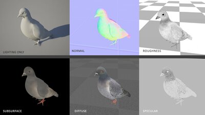 Realistic 3D Pigeon & Animations Pack 