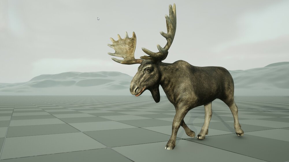 Forest Animal - Moose Bull 