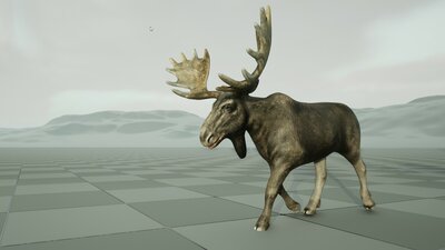 Forest Animal - Moose Bull 