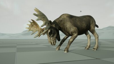 Forest Animal - Moose Bull 