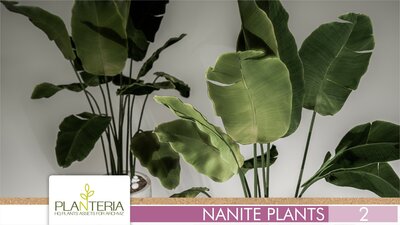 Nanite Plants Vol. 2 