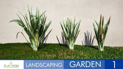 Landscaping Garden 1 