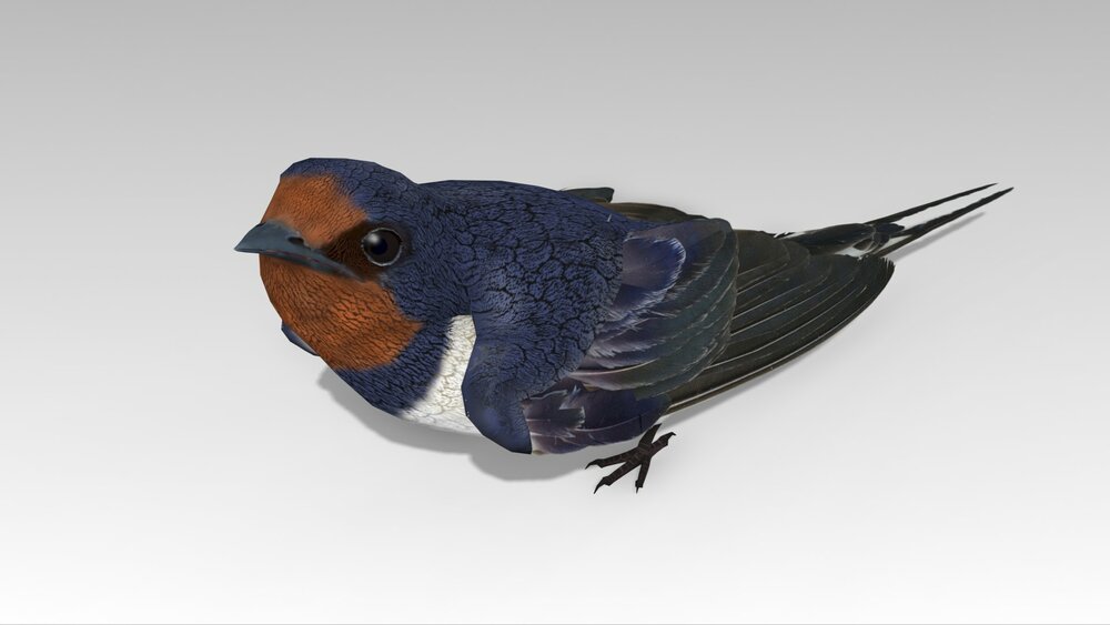 Barn Swallow 