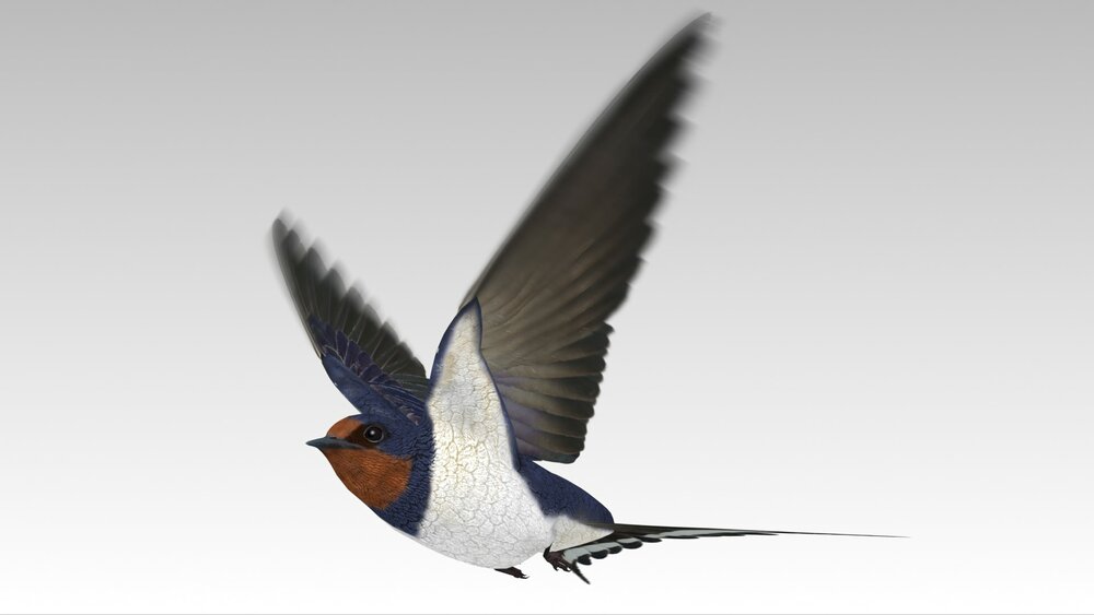 Barn Swallow 