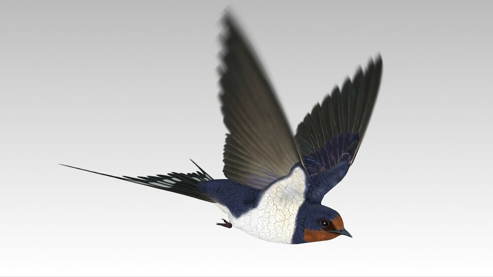 Barn Swallow 