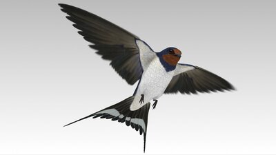 Barn Swallow 