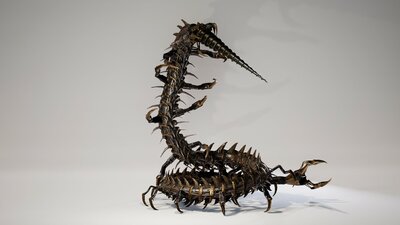 Scolopendra_IndustrialMech06 