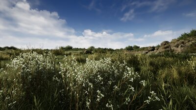 Light Foliage Bundle 