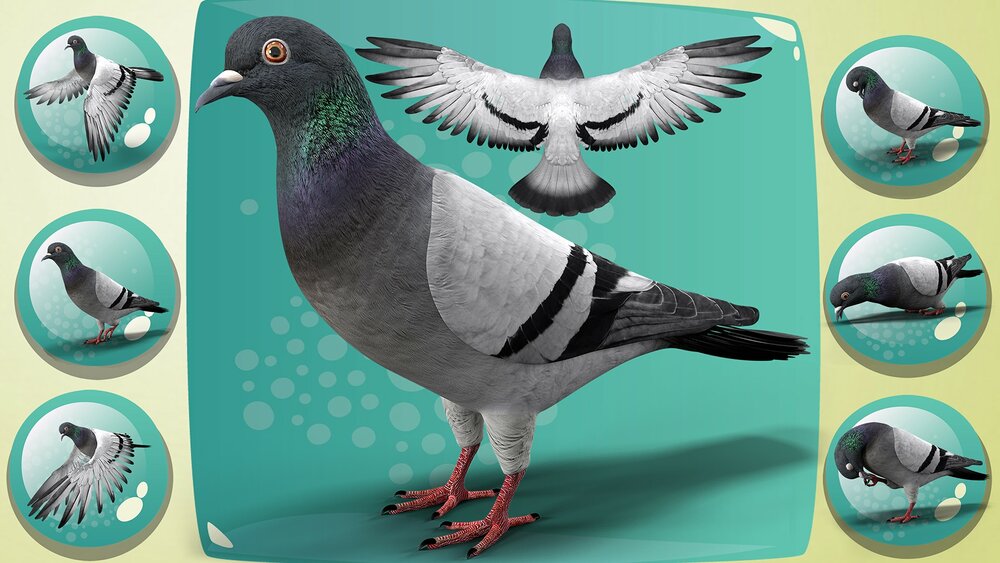 Realistic Animated Rock Pigeon Low-poly 3D model 