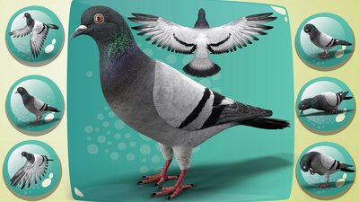 Realistic Animated Rock Pigeon Low-poly 3D model