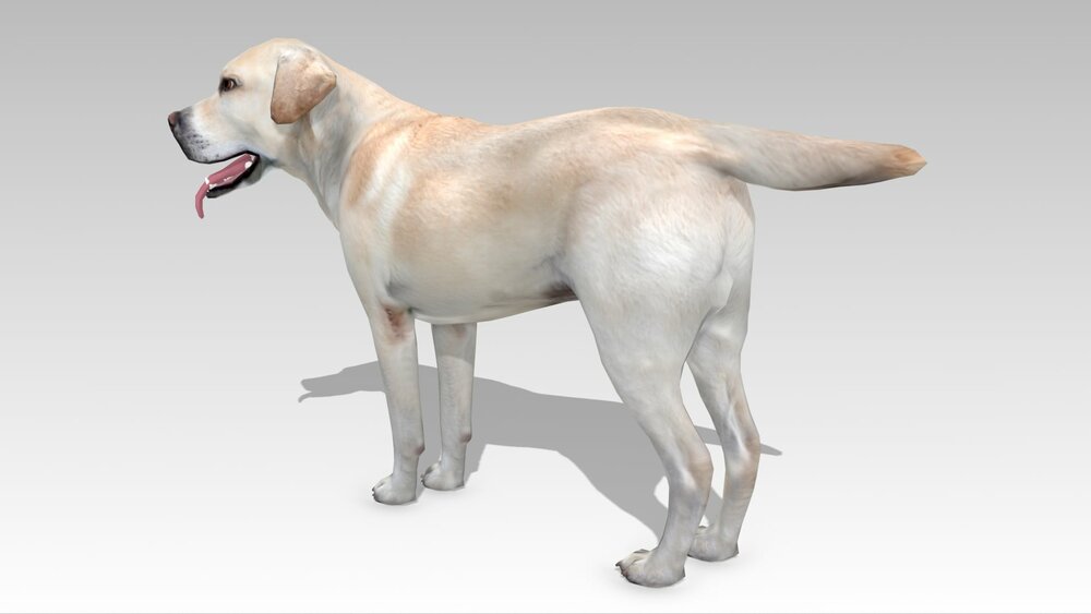 Labrador 