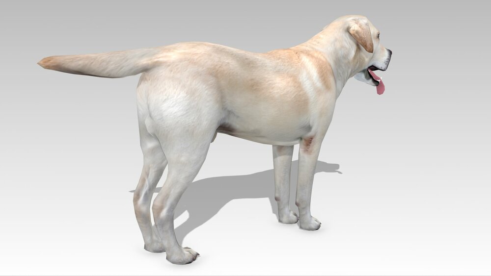 Labrador 