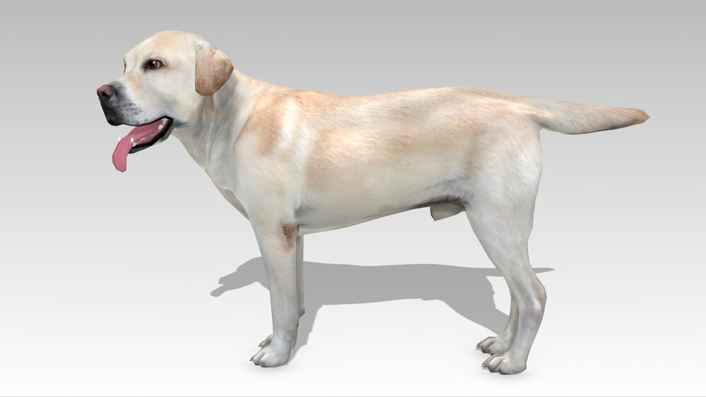 Labrador 