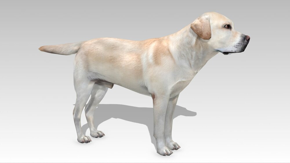 Labrador 