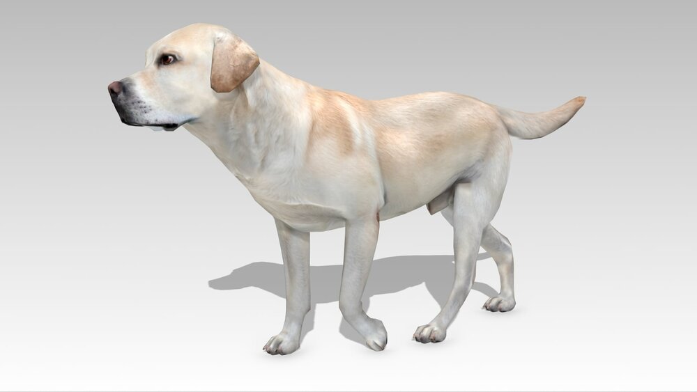 Labrador 