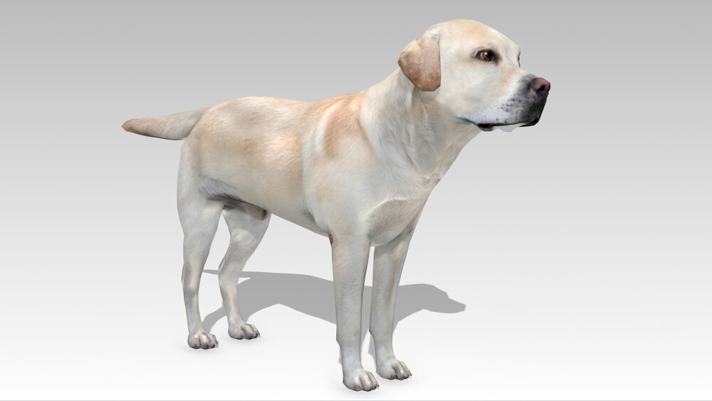 Labrador 