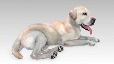 Labrador 