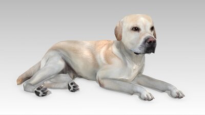 Labrador 