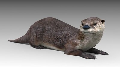 Otter 