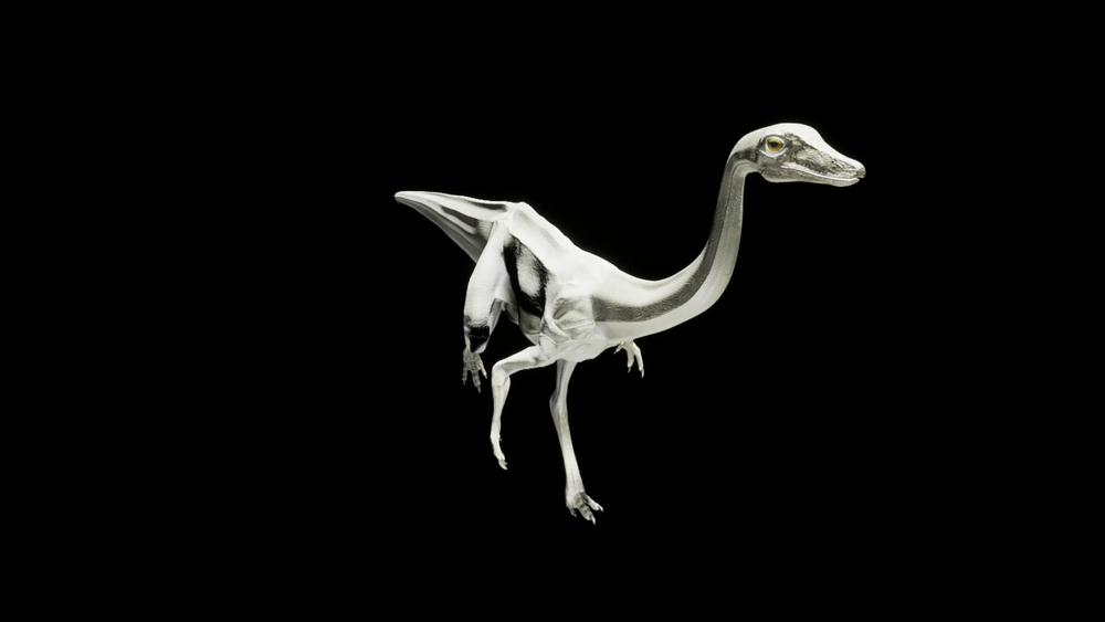 Gallimimus 