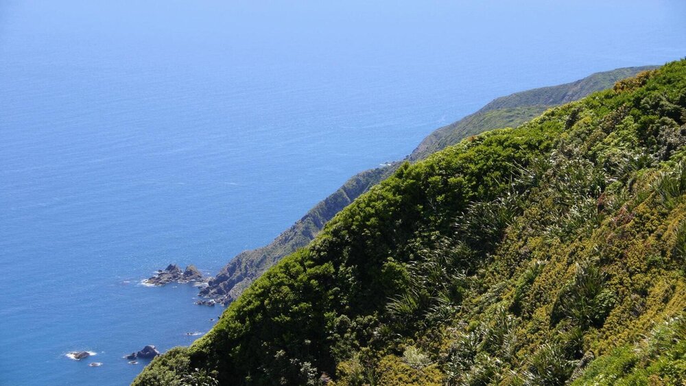 Forest Ambience - Kapiti Island 