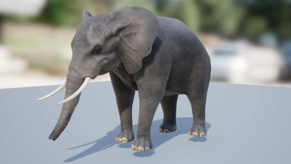 Elephant 