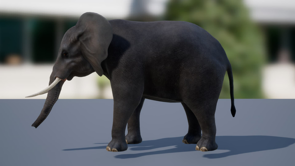 Elephant 